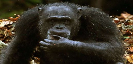 Chimp sign language and human communication follow the same rules