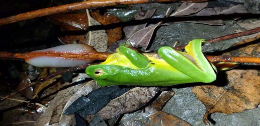 Slime-fighting slug can superglue enemy frogs to trees for days