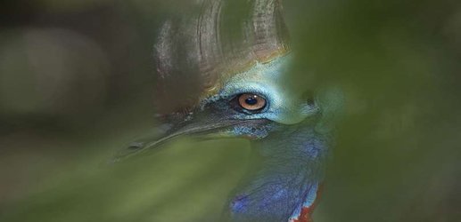 Cassowaries’ strange headgear helps them stay cool in the heat