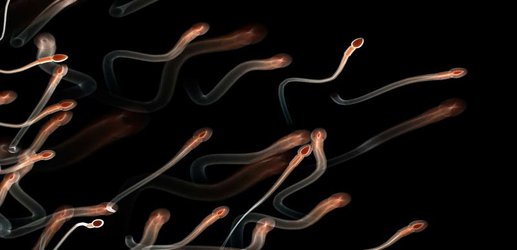 Offspring from older sperm are fitter and age more slowly