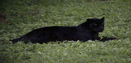 The last black leopard photographed in Kenya was born in New York