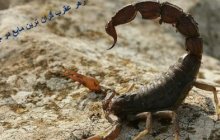 برگزاری کارگاه آموزشی پرورش و زهرگیرى از عقرب