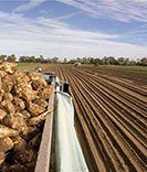 تولید بیش از ۴۳۷ هزار تن چغندرقند در لرستان