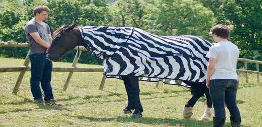 How the zebra got its stripes: The problem with 'just-so' stories