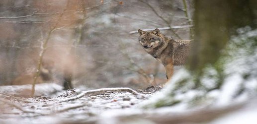 Wolves are spreading in Germany by moving into military land