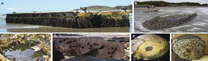 Sea Creatures Still Arriving in the U.S. on Plastic Debris From the Japanese Tsunami Eight Years Ago