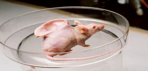 The History of the Lab Rat Is Full of Scientific Triumphs and Ethical Quandaries