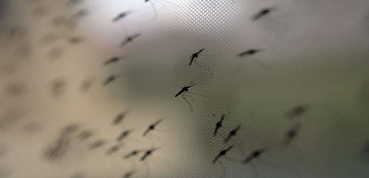 Malaria drugs for mosquitoes could help prevent the disease in humans