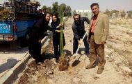به مناسبت روز درختکاری ۱۰۰ نهال نخل در دانشگاه ازاد اسلامی بندرلنگه کاشته شد