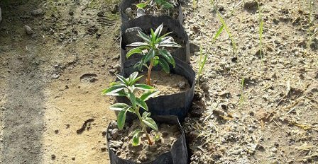 دستاوردهای پردیس علوم دانشگاه تهران در حوزه مدیریت سبز