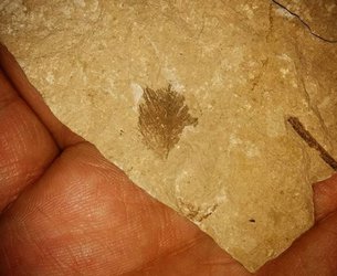 شناسایی نخستین سنگواره «پر» از ایران/ سنگواره ای از «پر» با قدمت ۵۰ میلیون سال