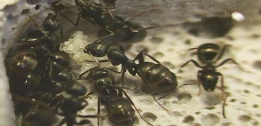 Ant larvae defend their homes by eating eggs laid by intruders