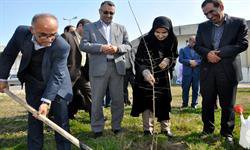 کاشت بیش از هزار اصله نهال در دانشگاه مازندران به مناسبت روز درختکاری