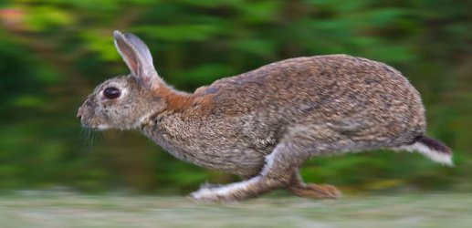 Rabbit bones suggest Neanderthals were better hunters than we thought