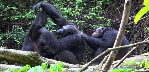 Unique chimpanzee cultures are disappearing thanks to humans