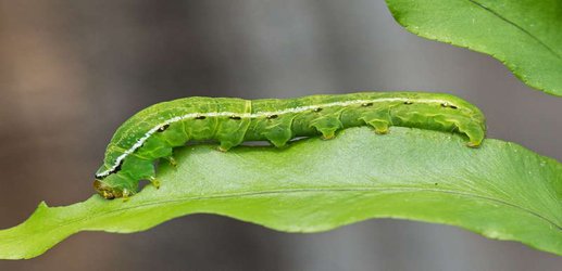 Arsenic-munching caterpillars may ingest poison to prevent being eaten