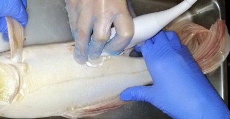 جراحی تومور بیضه ماهی کوی برای اولین بار در سطح کشور