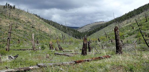 Forests are becoming less able to bounce back from wildfires