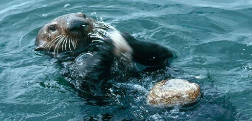 Sea otter archaeology could tell us about their 2-million-year history