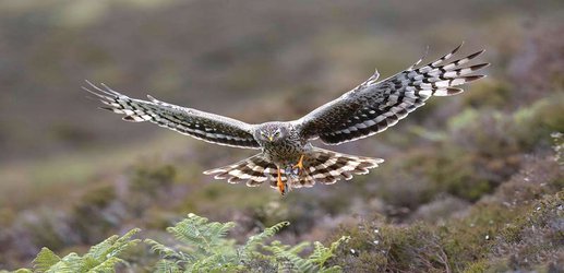 Protected hen harriers are vanishing under suspicious circumstances