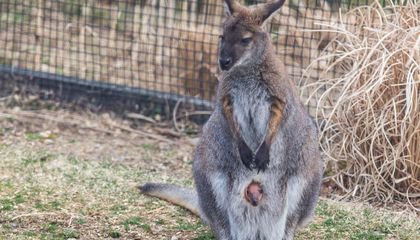 Is That Wallaby Sprouting a Second Head?