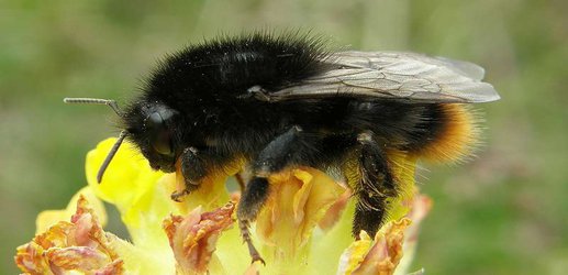 A third of wild bee and hoverfly species are in decline in Britain