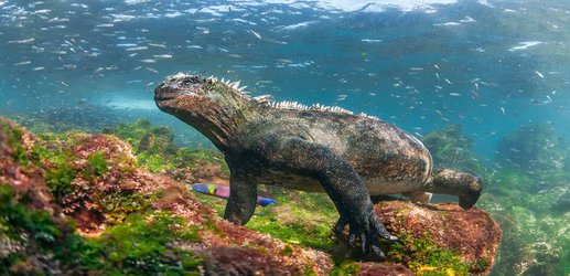 The waters of the Galapagos Islands are being invaded by alien species