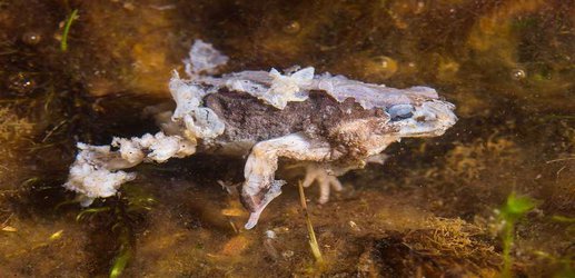 Nearly 100 species of frogs, toads and salamanders wiped out by fungus