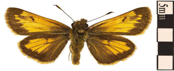 One of the 'Rarest Butterflies Ever' May Have Been a Moth All Along