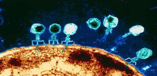 Giant viruses have weaponised CRISPR against their bacterial hosts