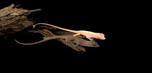 Albino lizards are the world’s first genetically modified reptiles