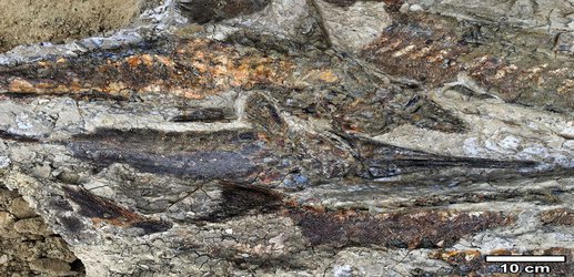 Fossil Site May Capture the Dinosaur-Killing Impact, but It’s Only the Beginning of the Story