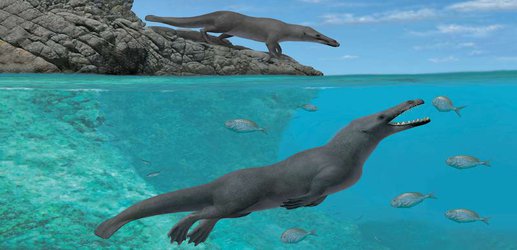 Amazing four-legged fossil shows how walking whales learned to swim