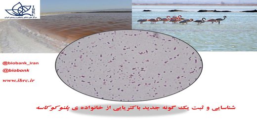 شناسایی و ثبت جهانی باکتری بومی تالاب میقان به نام ایران