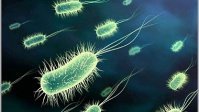 معرفی چهار گونه جدید باکتری با خصوصیات آنتاگونیستی و زیست پالایندگی